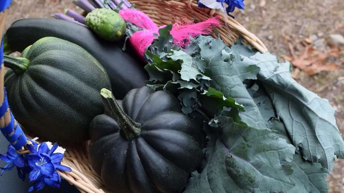 Squash and Pumpkin Powell River B.C.