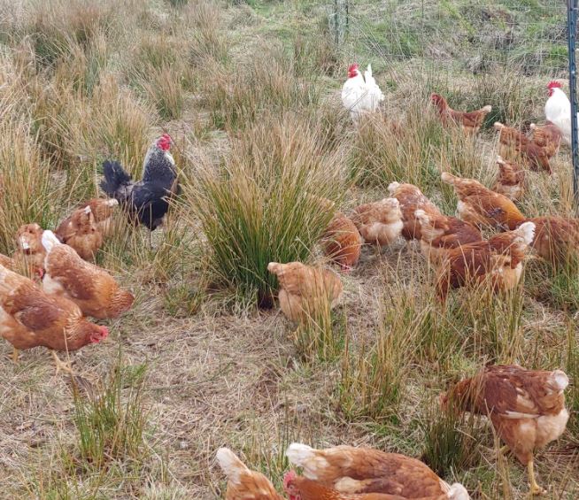 Free Range Heritage Chicken Farm Powell River