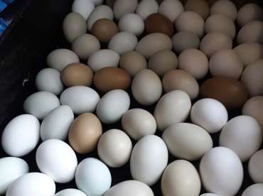 Duck Eggs in Powell River B.C.