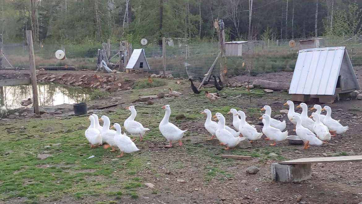 Free Range Duck Powell River B.C.