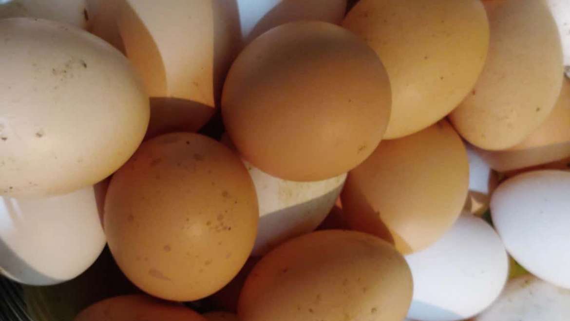 Powell River Chicken Eggs