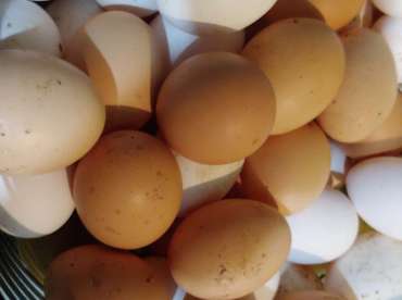 Powell River Chicken Eggs